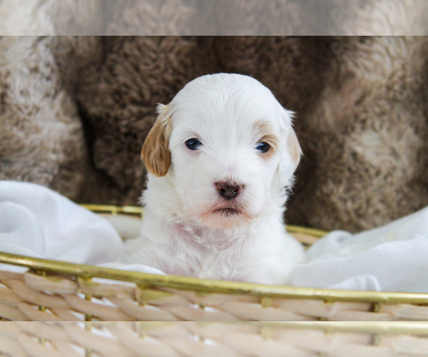 Medium Photo #3 Poodle (Miniature)-Sheepadoodle Mix Puppy For Sale in FAYETTEVILLE, NC, USA