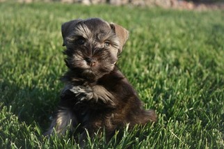 Schnauzer (Miniature) Puppy for sale in WASHINGTON, UT, USA