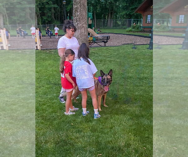 Medium Photo #4 German Shepherd Dog-Unknown Mix Puppy For Sale in Millburn, NJ, USA
