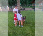 Small #3 German Shepherd Dog Mix