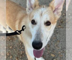 Davey - Male Collie-Unknown Mix Dog for Adoption - Photo #2