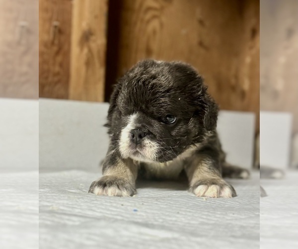 Medium Photo #9 English Bulldog Puppy For Sale in GUILFORD, CT, USA