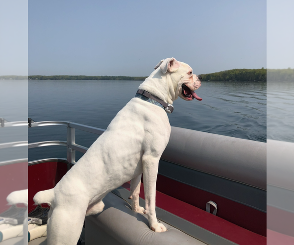 Medium Photo #3 Boxer Puppy For Sale in Woodbury, MN, USA
