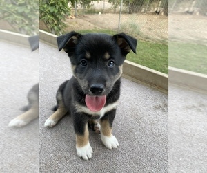 Alaskan Klee Kai-Miniature Australian Shepherd Mix Puppy for sale in GLENDALE, AZ, USA