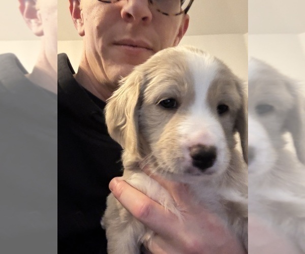 Medium Photo #3 Goldendoodle (Miniature) Puppy For Sale in CAPE CORAL, FL, USA