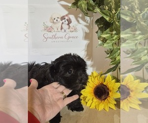 ShihPoo Puppy for sale in MOUNT OLIVE, NC, USA