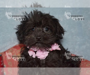 Poodle (Toy)-Yorkshire Terrier Mix Puppy for Sale in SANGER, Texas USA