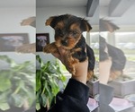Small Photo #18 Yorkshire Terrier Puppy For Sale in LINCOLN CITY, OR, USA