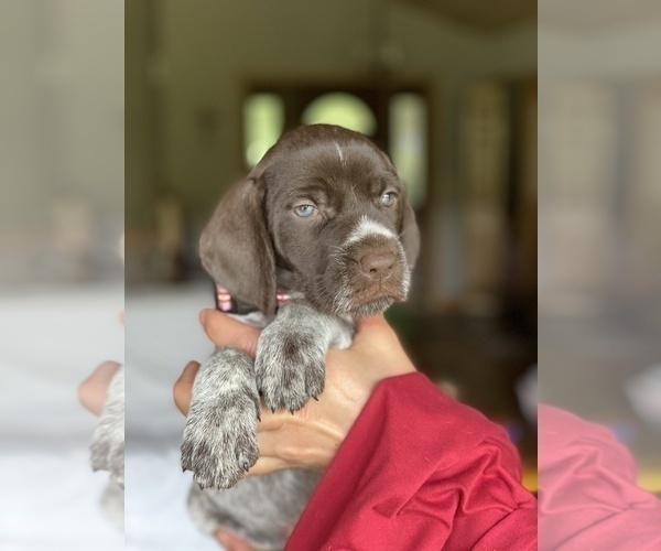 Medium Photo #10 German Wirehaired Pointer Puppy For Sale in DEER RIVER, MN, USA