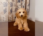 Small #8 Cavapoo-Poodle (Miniature) Mix