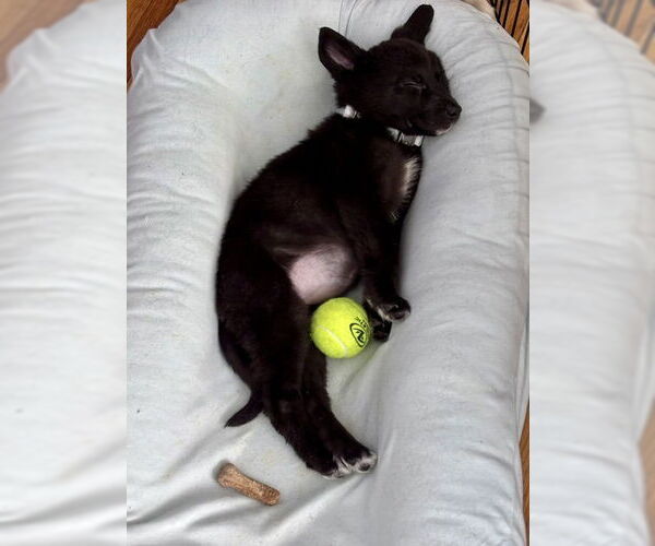 Medium Photo #9 Shepradors Puppy For Sale in Princeton, MN, USA