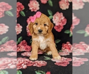 Cock-A-Poo Puppy for sale in CHRISTIANA, PA, USA