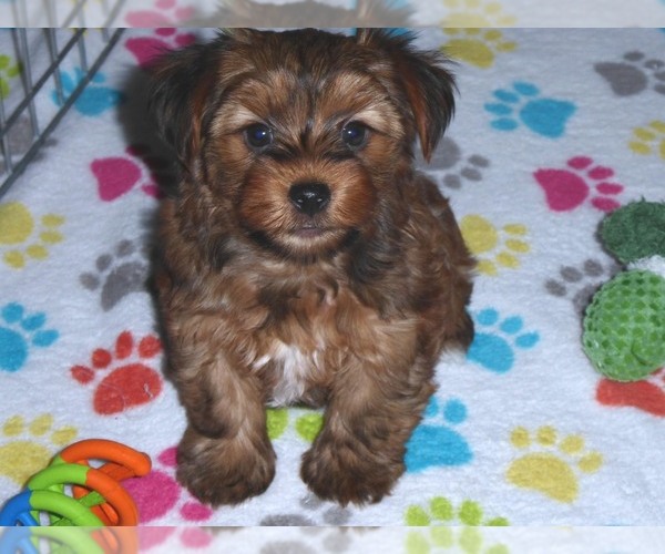 Medium Photo #16 Yorkshire Terrier Puppy For Sale in ORO VALLEY, AZ, USA