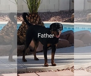 Father of the Rottweiler puppies born on 08/09/2021