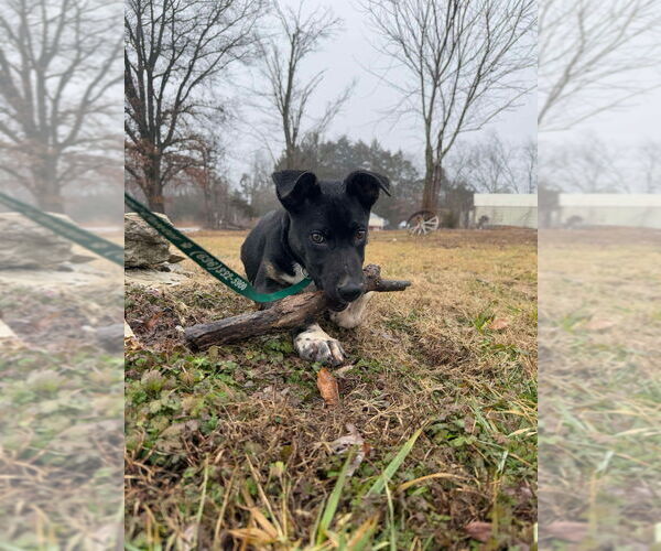 Medium Photo #8 Mutt Puppy For Sale in Foristell, MO, USA