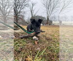 Small #7 Mutt
