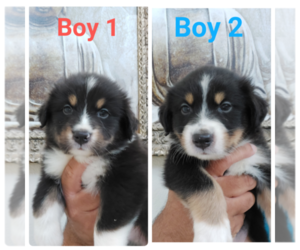 Australian Shepherd Puppy for sale in NEWARK, CA, USA