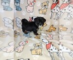 Puppy Trevor Shorkie Tzu
