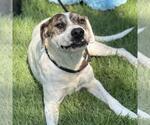 Small #2 Labrador Retriever Mix