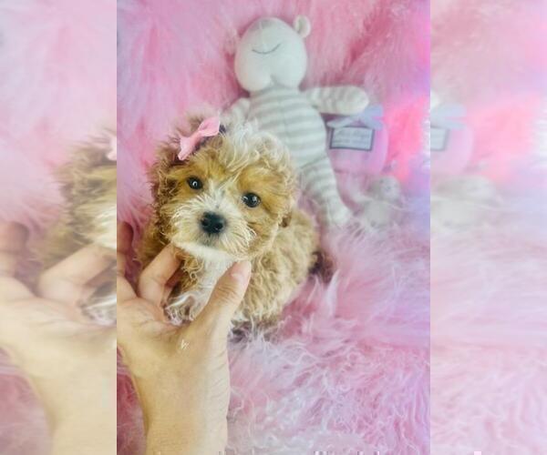 Medium Photo #16 Poodle (Toy) Puppy For Sale in MIAMI, FL, USA