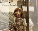 Small #14 Wirehaired Pointing Griffon