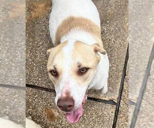 American Pit Bull Terrier-Jack Russell Terrier Mix Dogs for adoption in Shreveport, LA, USA