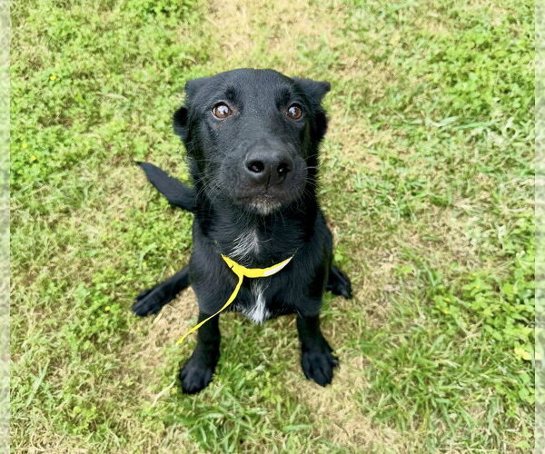 Medium Photo #3 Mutt Puppy For Sale in Houston, TX, USA
