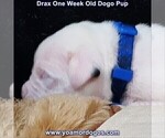 Small Photo #17 Dogo Argentino Puppy For Sale in JANE, MO, USA