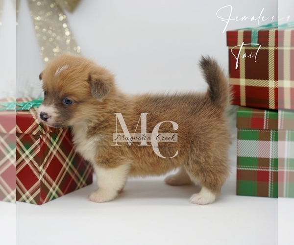 Medium Photo #16 Pembroke Welsh Corgi Puppy For Sale in FLORALA, AL, USA