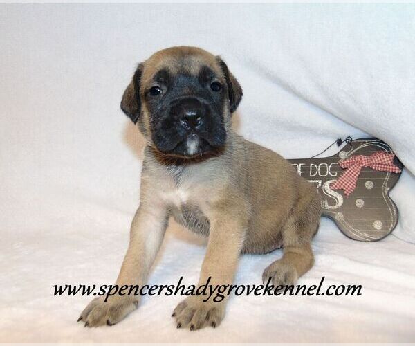 Medium Photo #3 Mastiff Puppy For Sale in CABOOL, MO, USA