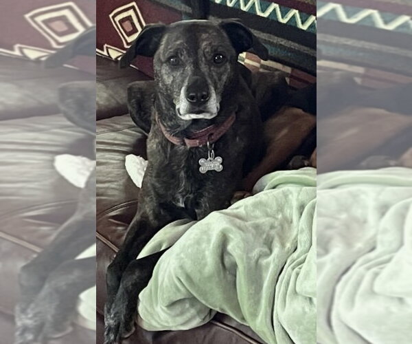 Medium Photo #1 Mountain Cur-Unknown Mix Puppy For Sale in Alexander, AR, USA
