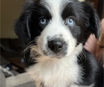 Puppy 0 Miniature Australian Shepherd