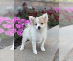 Small Photo #4 Pomeranian Puppy For Sale in CANOGA, NY, USA