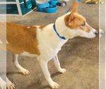 Small #1 Mutt