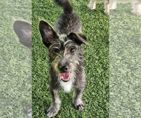 Medium Photo #1 Norwich Terrier-Unknown Mix Puppy For Sale in Agoura Hills, CA, USA