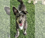 Small Norwich Terrier Mix