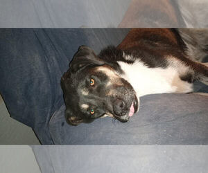 German Shepherd Dog-Unknown Mix Dogs for adoption in Chandler, AZ, USA