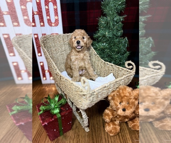 Medium Photo #2 Goldendoodle Puppy For Sale in OXFORD, GA, USA