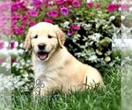 Small #2 Golden Retriever