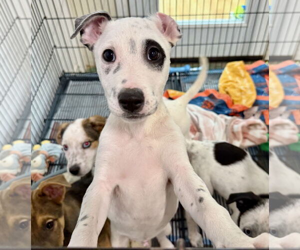 Medium Photo #3 Mutt Puppy For Sale in GILBERTS, IL, USA