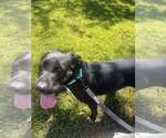 Small #1 Labrador Retriever Mix