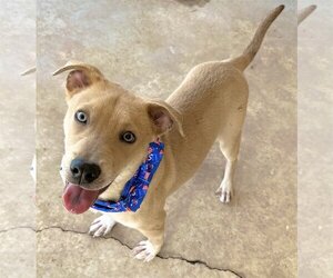 Labrador Retriever-Unknown Mix Dogs for adoption in Phoenix, AZ, USA