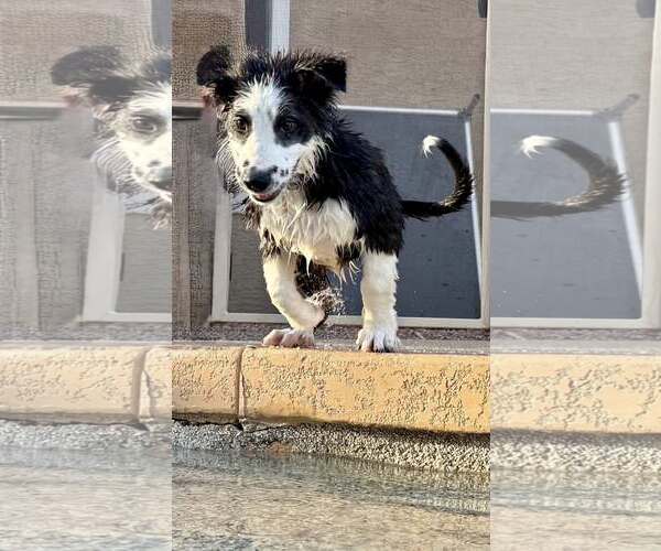 Medium Photo #4 Border-Aussie Puppy For Sale in Cave Creek, AZ, USA