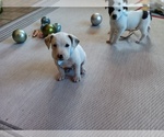 Small Photo #99 American Pit Bull Terrier-Labrador Retriever Mix Puppy For Sale in MOORESBORO, NC, USA