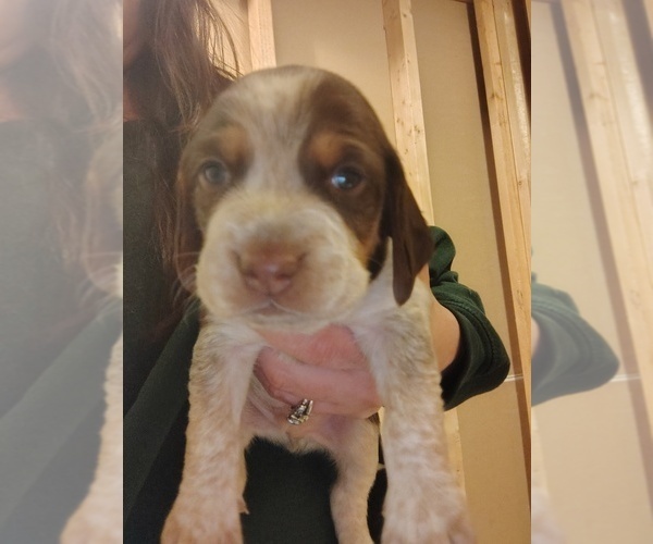 Medium Photo #5 Beagle Puppy For Sale in BOWLING GREEN, MO, USA