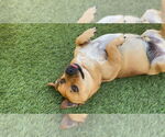 Small #2 Dachshund Mix