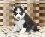 Small #3 Pomsky