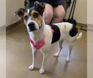 Mutt Dogs for adoption in San Antonio, TX, USA