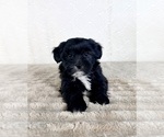 Small #1 ShihPoo