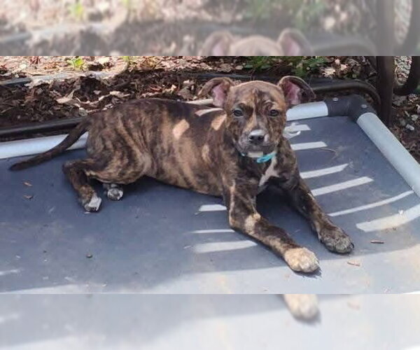 Medium Photo #1 Mutt Puppy For Sale in New London, WI, USA